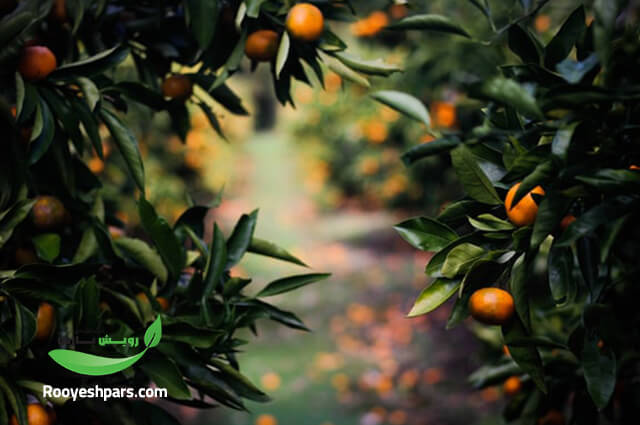 سرمازدگی-درخت-پرتقال