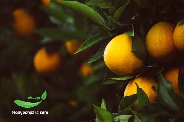 هرس-کردن-درخت-پرتقال