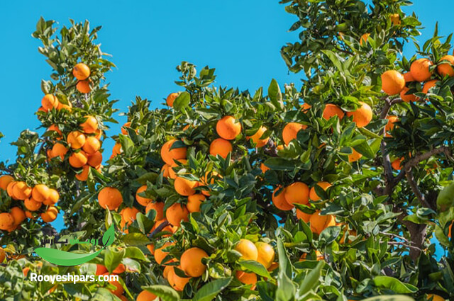 گرده-افشانی-درخت-پرتقال